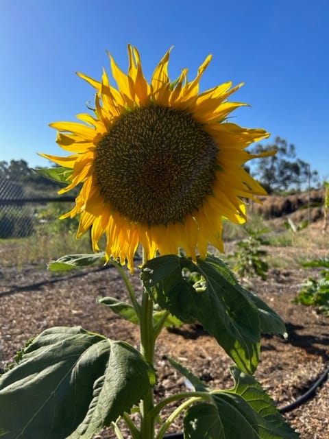 We're having a blooming great time on the farm.